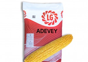 Насіння середньоранньої кукурудзи Limagrain Адевей