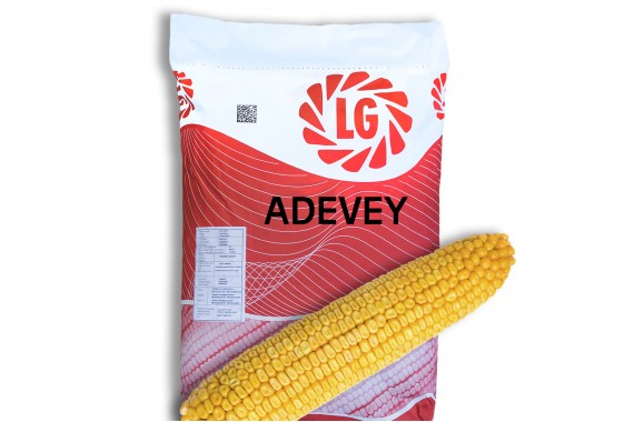 Насіння середньоранньої кукурудзи Limagrain Адевей
