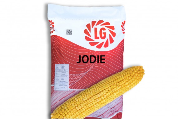 Середньостиглий гібрид кукурудзи Limagrain Джоді