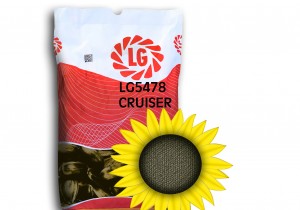 Посівний матеріал соняшнику Limagrain ЛГ 5478 Круізер