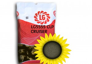 Насіння соняшнику Limagrain ЛГ 5555 КЛП Круізер