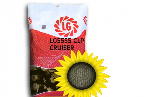 Насіння соняшнику Limagrain ЛГ 5555 КЛП Круізер