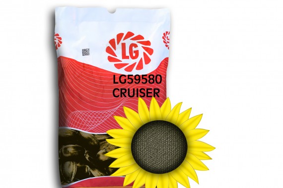 Середньоранній гібрид соняшнику Limagrain ЛГ 59580 Круізер