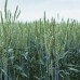 Насіння адаптованної пшениці Saaten Union Скаген