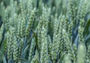 Насіння адаптованної пшениці Saaten Union Скаген Еліта