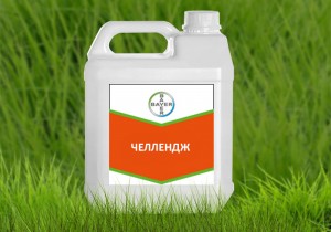 Челендж