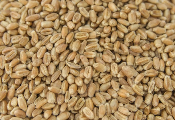 Передпосівна підготовка ячменю і пшениці - необхідна умова отримання максимальних врожаїв