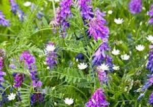 ​​​​​​​Віка яра