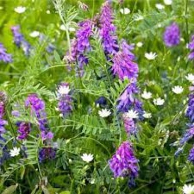 ​​​​​​​Віка яра