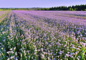 Фацелія 