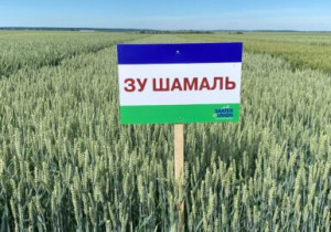 Озима пшениця ЗУ Шамаль еліта