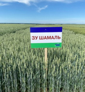 Насіння озимої пшениці ЗУ Шамаль