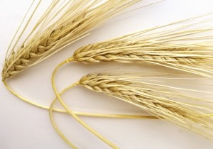 Насіння озимого ячменю СГІНЦНС Дев'ятий вал Еліта