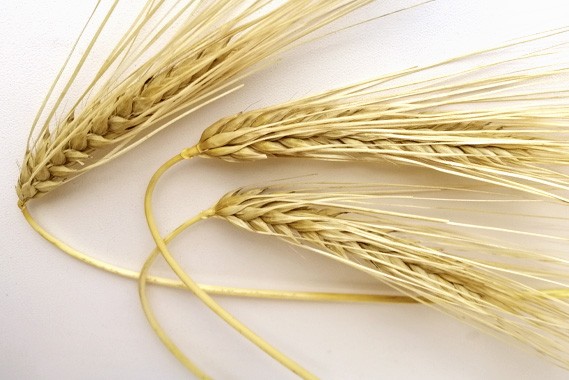 Насіння озимого ячменю (дворучка) СГІНЦНС Дев'ятий вал Еліта