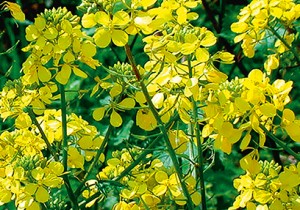 Гірчиця біла Selgen a. s. Андромеда