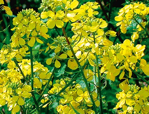 Біла гірчиця Selgen a. s. Андромеда