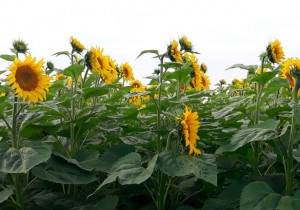 Насіння соняшнику Evrosem Тор