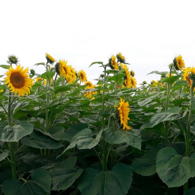 Насіння соняшнику сербської селекції Evrosem Тор