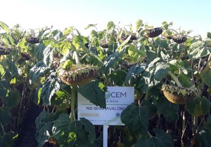 Насіння високоврожайного соняшнику Evrosem Авалон