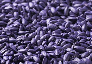 Насіння соняшнику під Гранстар Evrosem НС Сумо 007