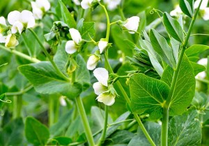 Насіння гороху KWS Карені СН-1