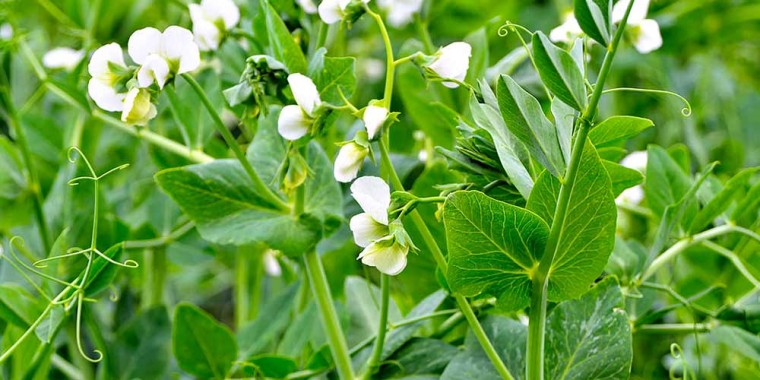 Насіння гороху KWS Карені СН-1