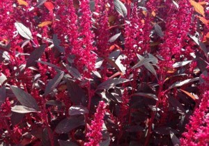 Насіння щириці Харківський -1