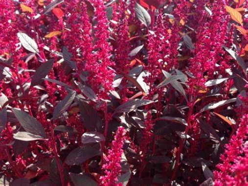 Насіння щириці Харківський -1