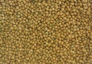 Насіння проса Ярдуш Супереліта