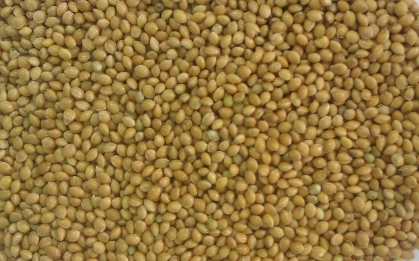 Насіння проса Ярдуш Супереліта