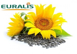 Насіння соняшнику Euralis Semences Белла ЄС Пончо