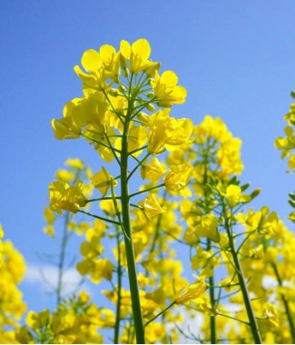 Насіння середньораннього ріпаку Selgen Бенефіт