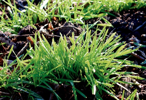 Необхідність застосування мікродобрив для обробки насіння пшениці та ячменю