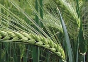 Насіння озимого ячменю Saaten Union Майбріт Еліта