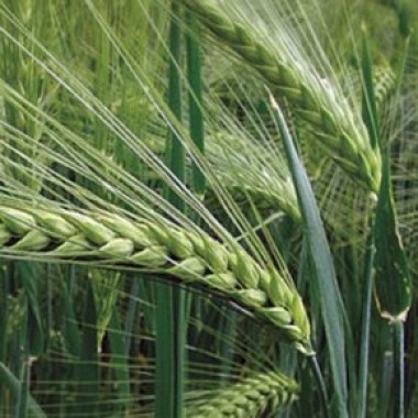 Насіння озимого шестирядного ячменю Saaten Union Майбріт Еліта