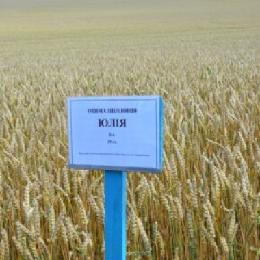 Насіння м'якої озимої пшениці Selgen Юлія