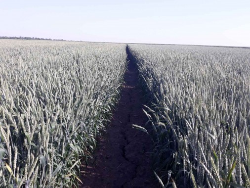 Насіння ранньостиглої озимої пшениці Viterra Seed Фелікс