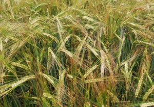 Насіння ярого ячменю Saaten Union Бенте Еліта