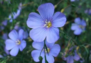 Льон Богатир СН-2