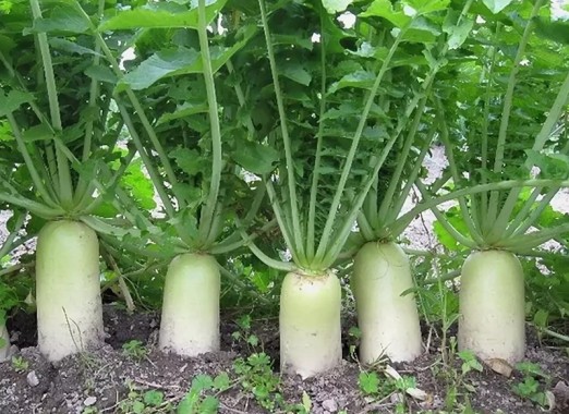 Редька Дайкон СН-1