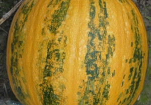 Насіння олійного гарбуза Ware Austria AG ГЛ Классік