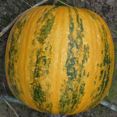 Посівний матеріал олійного гарбуза Ware Austria AG ГЛ Классік