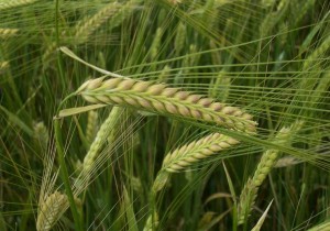 Ярий ячмінь KWS Кріссі