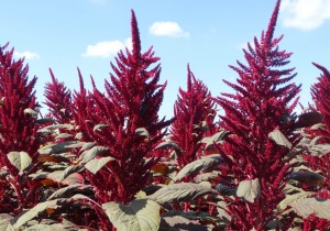 Насіння щириці Ультра