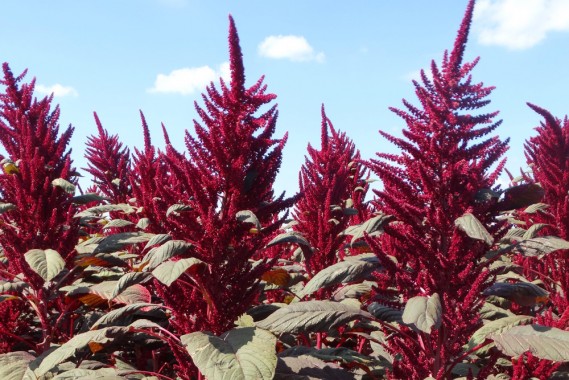 Насіння щириці Ультра