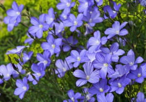 Льон Бінго СН-2