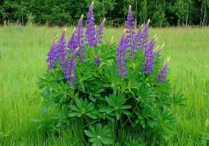 Люпин Локомотив СН-1
