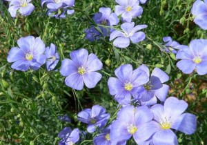 Льон Орфей СН-2