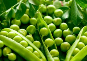 Насіння середньостиглого гороху NPZ Lembke Саламанка Еліта