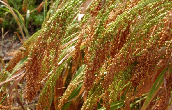 Насіння проса Скадо Еліта